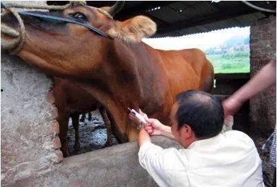 牛打针视频,兽医操作演示与动物护理知识分享