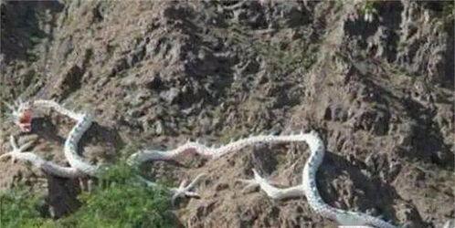 真龙现身事件视频,震撼视频揭秘神秘生物之谜